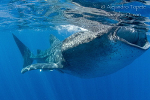 Whale Shark close, Isla Contoy Mexico by Alejandro Topete 